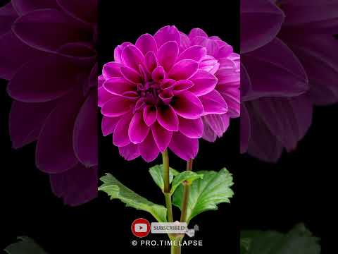 Dahlia Flower blooming Time Lapse #shorts