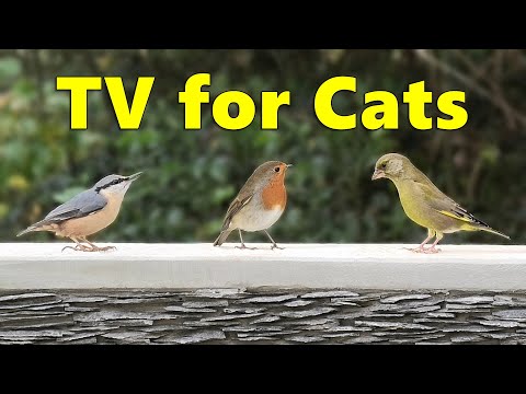 Cat TV ~ Cats Love Birds