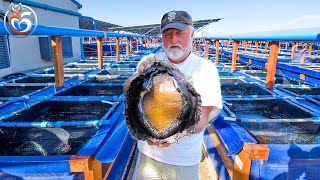 Abalone farming, How farms make billions of dollars from abalone - Farm Documentary