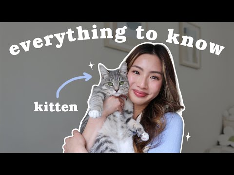 10 things to know before getting a cat 🐱 | Miki Rai