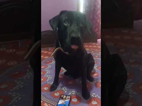 Labrador laika