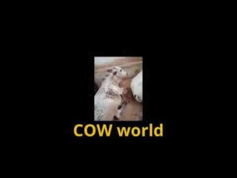 beautiful cow tiktok world