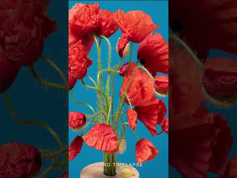 BLOOMING POPPY FLOWERS TIME LAPSE #shorts