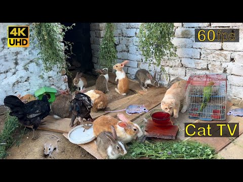 Rabbits for Cat Tv To Watch Cats & Dogs 😺Enjoy Grass Rabbits 🐇 | Birder Dining Tv