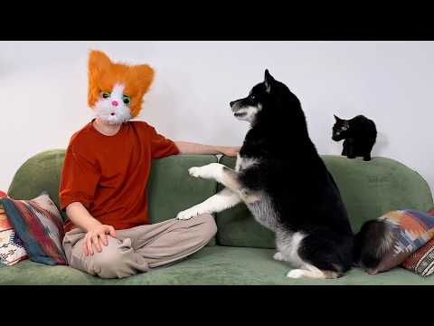 The Most Hilarious Way To Get the Attention Of Huskies And Cats!