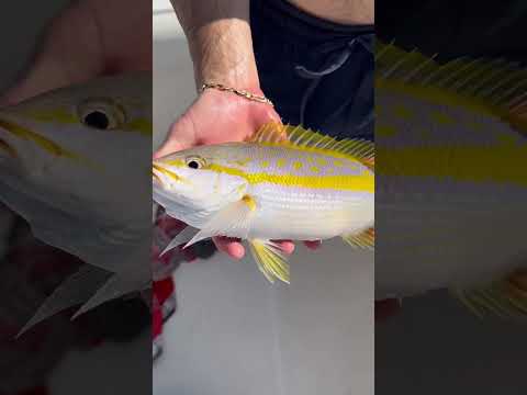 🎣How to turn bait fish into dinner fish!🐟