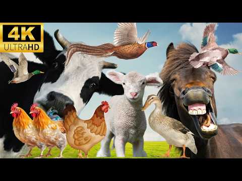 4K FARM ANIMALS VIDEO | RELAXING FARM ANIMAL