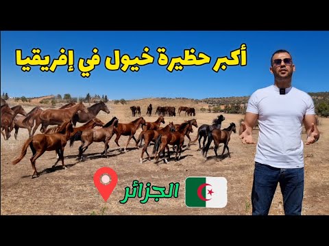 ذهبت لأكبر حظيرة خيول في إفريقيا 🐎 الجزائر بعيون مصرية 🇪🇬🇩🇿