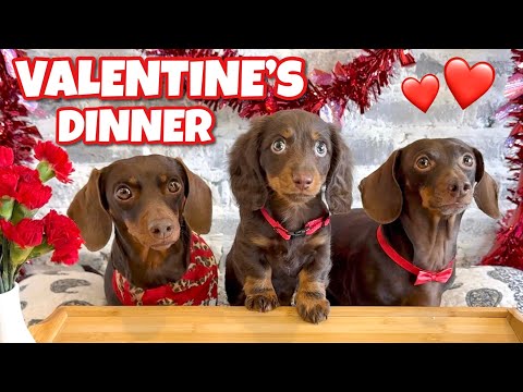 DACHSHUNDS Enjoy Valentine's Dinner with Thier PUPPY