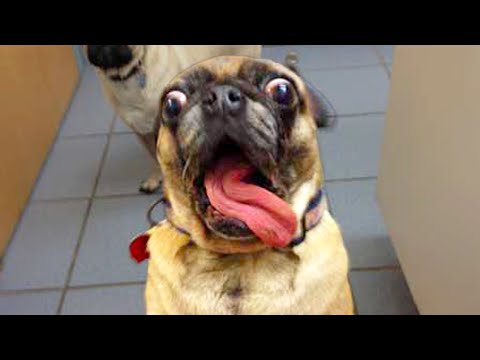 DOG LOVES FOOD! | FUNNY ANIMALS