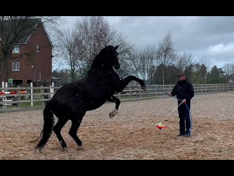 Extremely dangerous horse bites and attacks owner! How can I help?