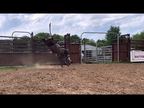 B5 -13 - Yearling Bull