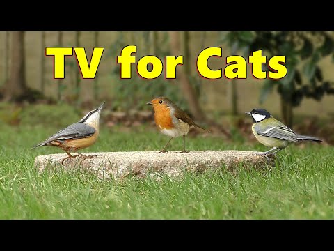 Cat TV ~ Videos for Your Cats