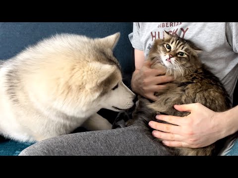 Husky Puppy is Scared of a Small Cat