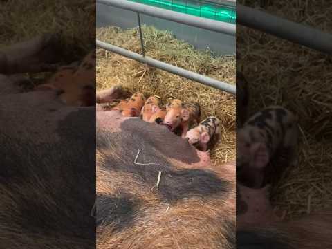 Born 30 minutes ago 🥹🥹 Our Oxford sandy and black #piglets are ready to greet you this weekend.