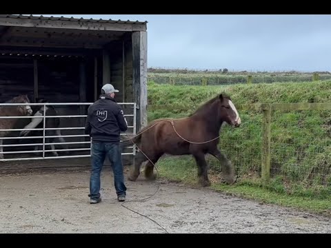 Rescue pony sneak peek