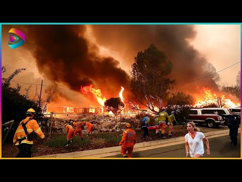 Incredible Nature Moments Caught on Camera | Massive Wildfires in Los Angeles