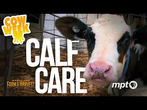 Calf Care | Cow Week MF&H