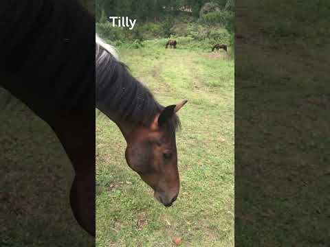 The horses try their new STUD MUFFINS, part 2! 🍪🐴