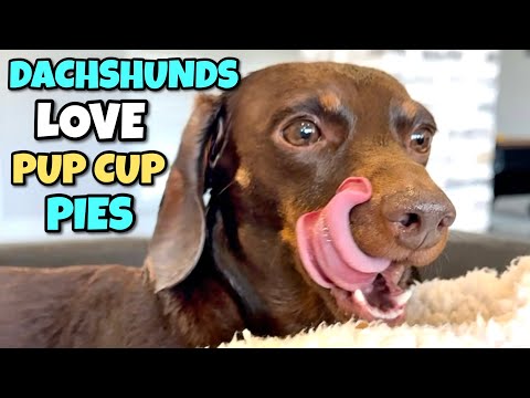 Mini DACHSHUNDS LOVE Making MESSES with Pup Cup Pies