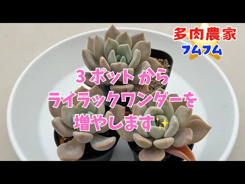 【多肉植物】ライラックワンダー増やします✨