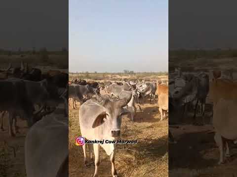 Kankrej Cow Marwad