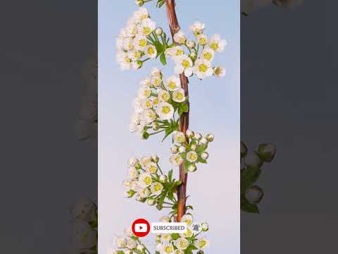 Spiraea arguta blooming Time Lapse #shorts