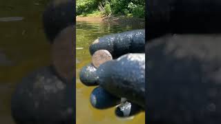 Awesome Historic Find Metal Detecting on the River!! #metaldetecting #relichunting #history