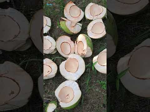 Buko at Buhay Baryo 101  #palawan #islandlife #music #foods #shorts