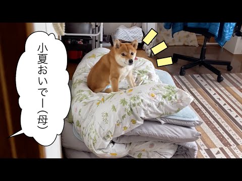 Konatsu the Shiba Inu won't come when his father calls him, but will come running when his mother...