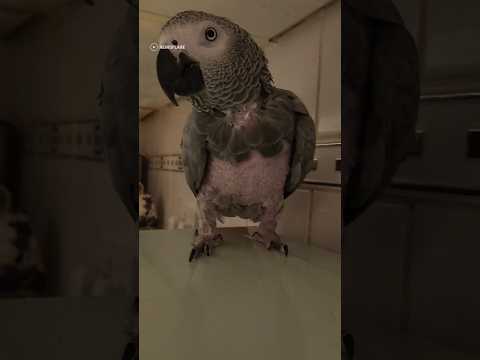 Jack the parrot loves tea but loves causing trouble even more 😏 #shorts