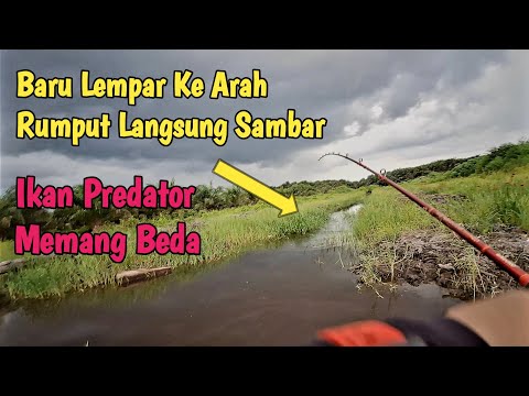 MANCING IKAN PREDATOR UMPAN JATUH LANGSUNG SAMBAR