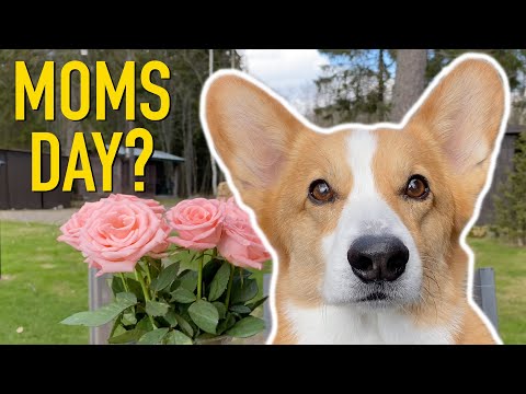 SURPRISE FOR MOM - Topi the Corgi