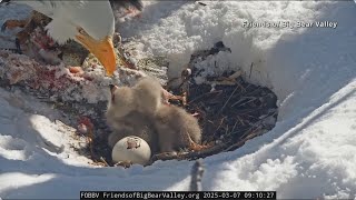 Beloved Big Bear eagles' third egg hatched