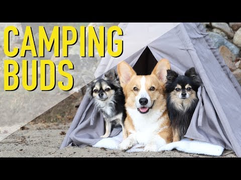 CAMPING WITH BUDDIES - Topi the Corgi