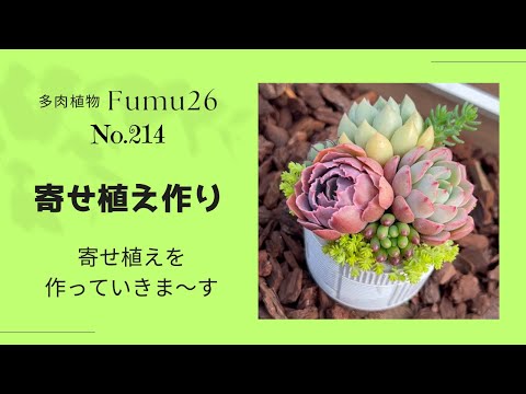 【多肉植物】寄せ植え作りやります✨