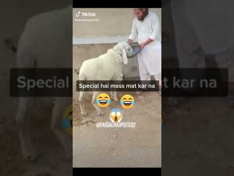 beautiful cow tiktok video