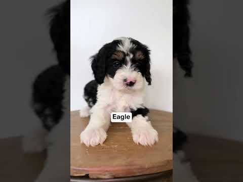 Meet our little birds🕊️🦆 #bernedoodle #bernedoodlepuppy #birds