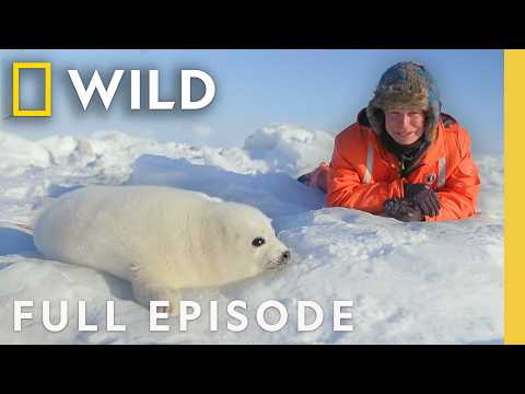 Wildlife of Earth's Coldest Climates: Polar Worlds with Bertie Gregory | SPECIAL | Nat Geo Animals