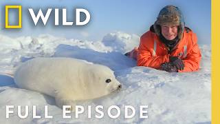 Wildlife of Earth's Coldest Climates: Polar Worlds with Bertie Gregory | SPECIAL | Nat Geo Animals