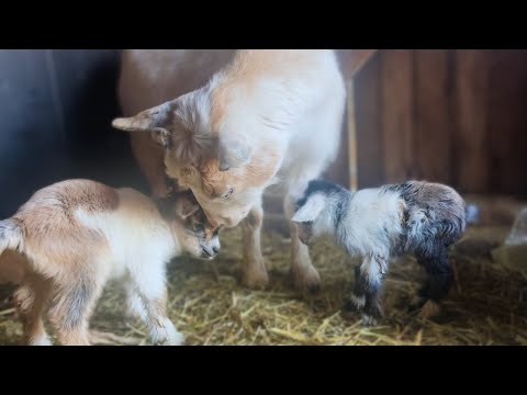 THAT WAS A SURPRISE! Mini Goat Birth