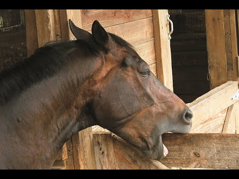 Horse Attacks Its Handlers and Bites Concrete Walls out of Frustration!!