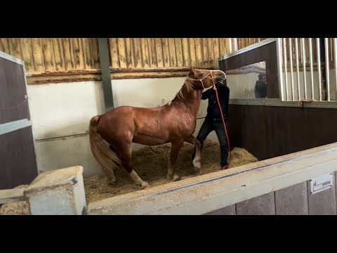 Horse lunges and bites owner! How can I help?