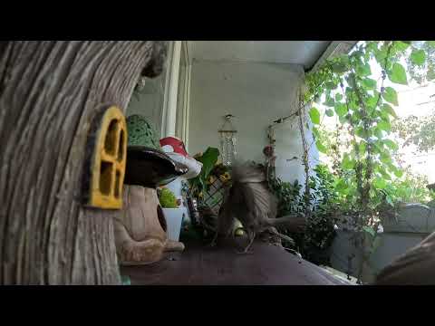 Feeding Sparrows | Relaxing Bird Watch