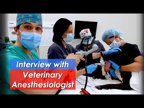 Interview with Veterinary Anesthesiologist! Featuring Dr. Margaret Wypart