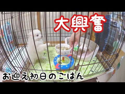 おうちに来て初めてのごはん🍚生後2ヶ月ポメラニアンの子犬のごはんって？？【ぽこあぽこ】Puppy eats food for the first time