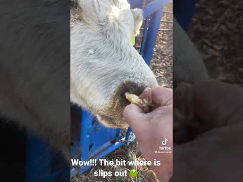 🤢 wow!!! The bit at the end!!! #relief #cow #restoration #satisfying #shorts #wow