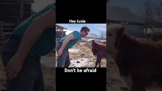 Highland Cow Gets Love from Farmer