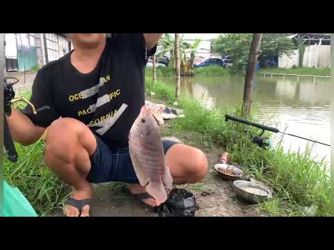 kolam pancing new tunggal jaya || mancing harian #fishing #kolamharian #mancingsidoarjo