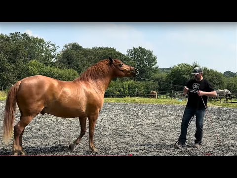 Horse is struggling with a horrible disease! Can I help?